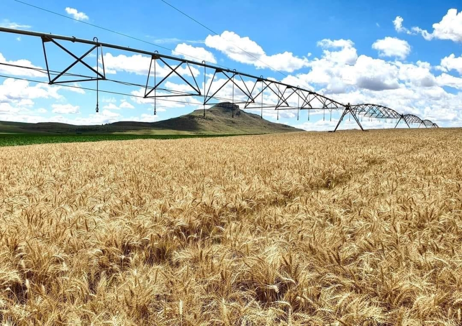 Commercial Property for Sale in Kestell Rural Free State